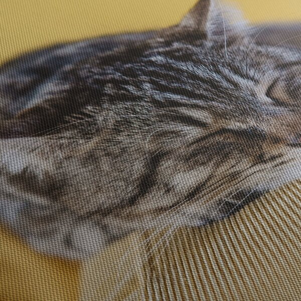 Obraz kočky na pohovce (210x100 cm)