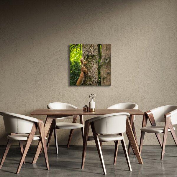 Obraz - Veverka (30x30 cm)