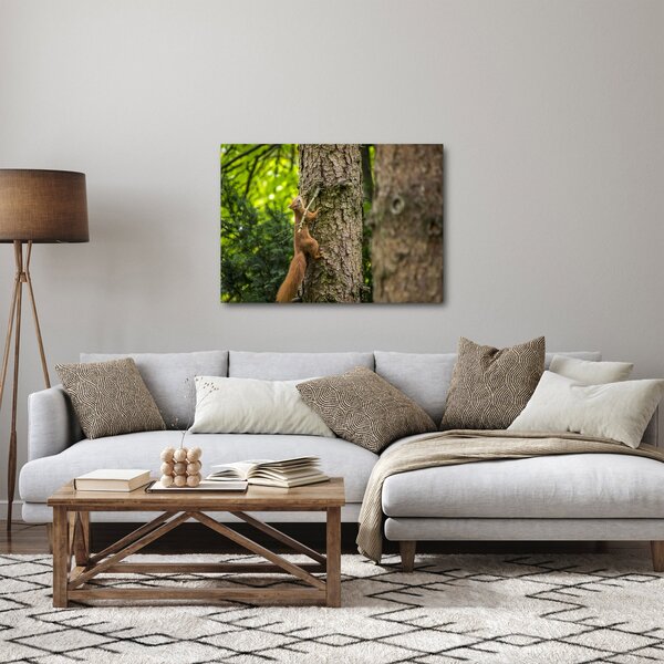 Obraz - Veverka (70x50 cm)
