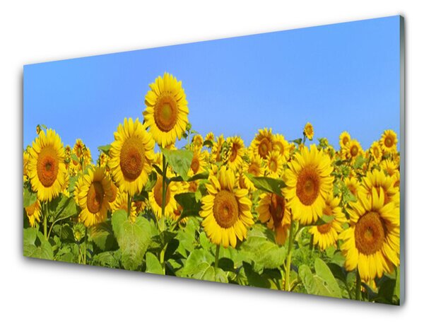 Kuchyňský skleněný panel Slunečnice Květ Rostlina 100x50 cm