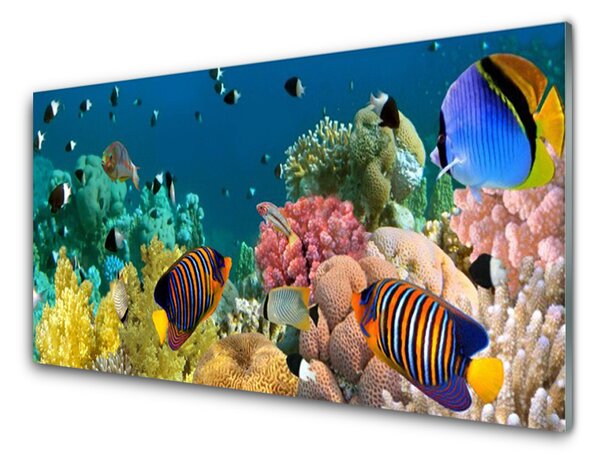 Kuchyňský skleněný panel Korálový Útes Příroda 100x50 cm