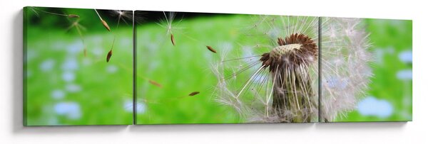 Obraz pampelišky (170x50 cm)