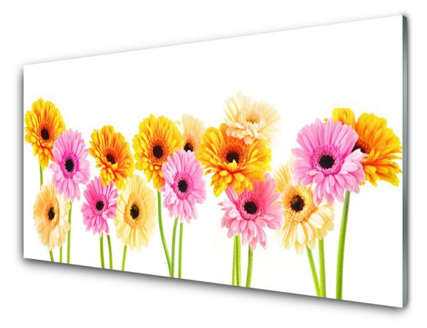 Skleněné obklady do kuchyně Barevné Květiny Gerbery 125x50 cm