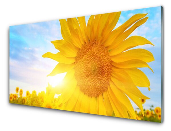 Skleněné obklady do kuchyně Slunečnice Květ Slunce 120x60 cm