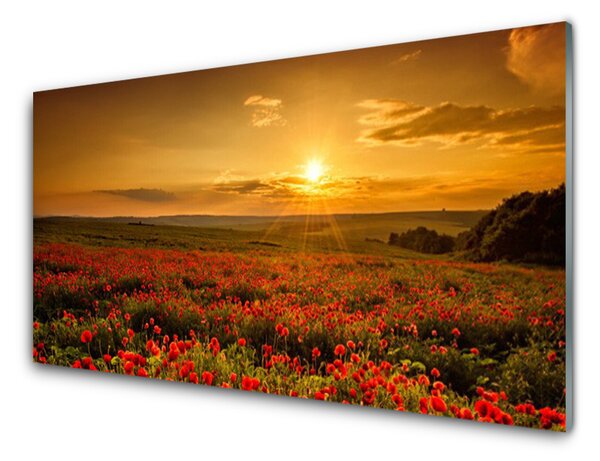 Obraz na skle Pole Máky Západ Slunce Louka 140x70 cm