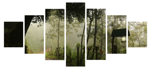 Obraz ranní mlhy (210x100 cm)