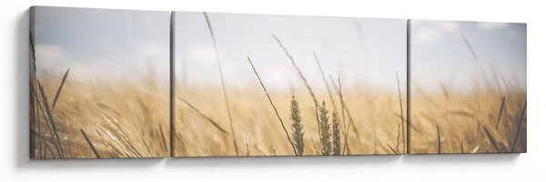 Obraz obilí (170x50 cm)