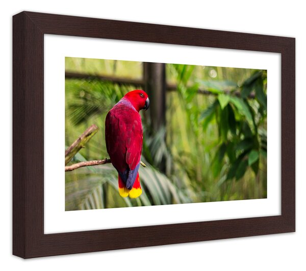 Gario Plakát Rajský papoušek Barva rámu: Hnědá, Velikost: 100 x 70 cm