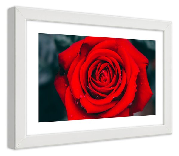Plakát Kvetoucí růže Barva rámu: Bílá, Rozměry: 100 x 70 cm