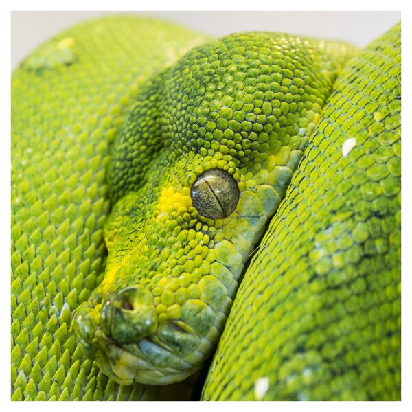 Obraz hada (30x30 cm)