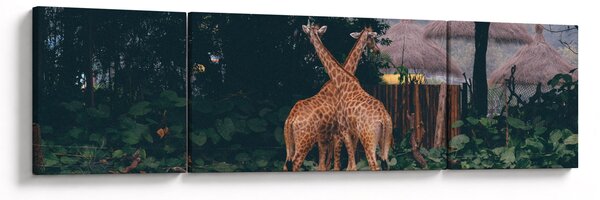 Obraz dvou žiraf (170x50 cm)