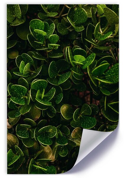 Plakát Zelená rostlina s listy Barva rámu: Bez rámu, Velikost: 20 x 30 cm