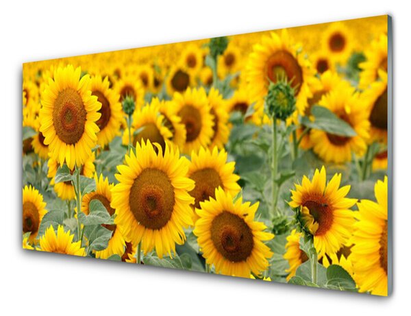 Obraz na skle Slunečnice Rostlina Příroda 100x50 cm