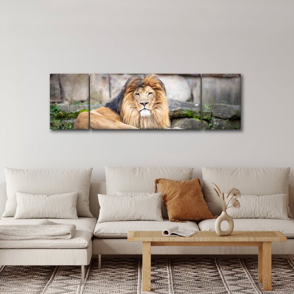 Obraz lva (170x50 cm)