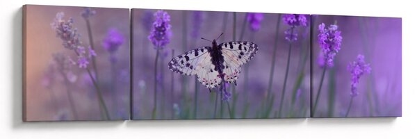 Obraz - Motýl v levandulích (170x50 cm)