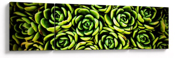 Obraz netřesků (170x50 cm)