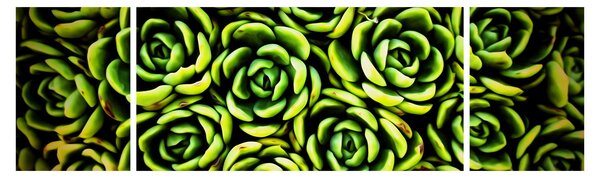 Obraz netřesků (170x50 cm)