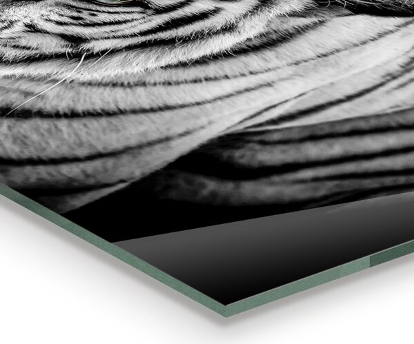 Skleněný panel Bílý sibiřský tygr