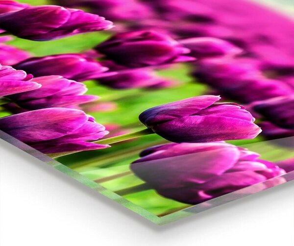 Skleněný panel Pole růžové tulipány louka