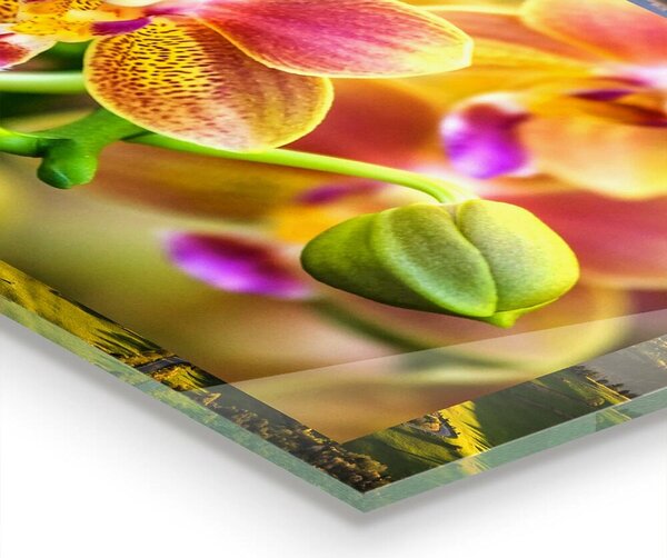 Skleněný panel Oranžová orchidej