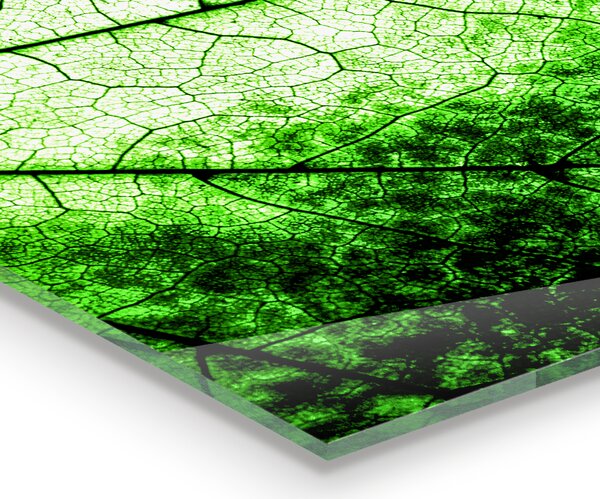 Skleněný panel Textura zeleného listu