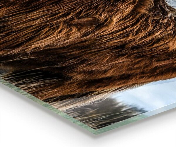 Skleněný panel Kráva z vysočiny boho
