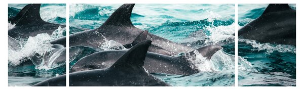 Obraz - Delfíni v oceáně (170x50 cm)