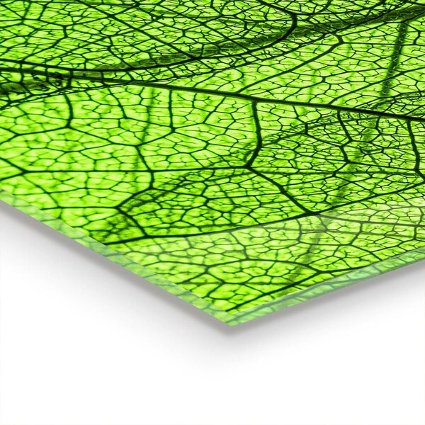 Skleněný panel Textura zeleného listu