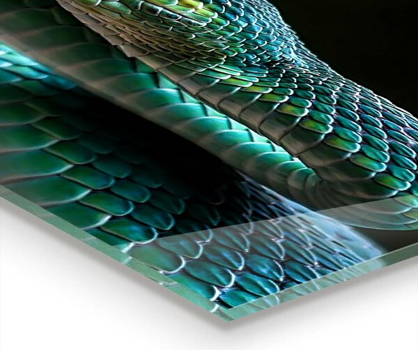 Skleněný panel Snake wildlife