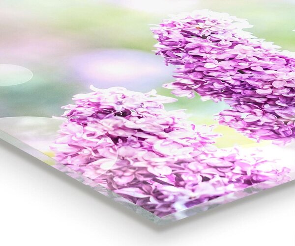 Skleněný panel Kvetoucí lilac léto v zahradě
