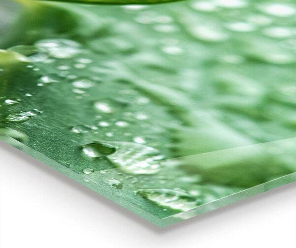 Skleněné obklady do kuchyně Aloe rostlina aloe vera