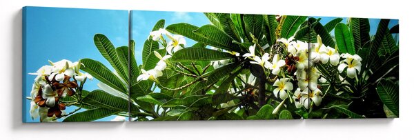 Obraz - Plumerie (170x50 cm)