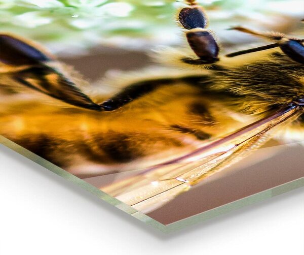 Skleněný panel Včelí sběr pylu