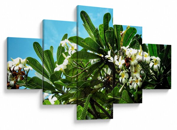 Obraz - Plumerie (125x70 cm)