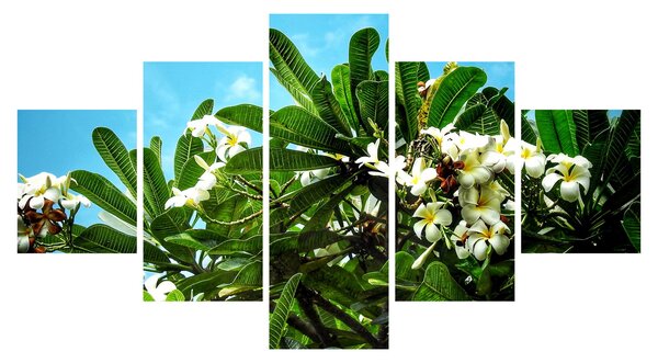 Obraz - Plumerie (125x70 cm)
