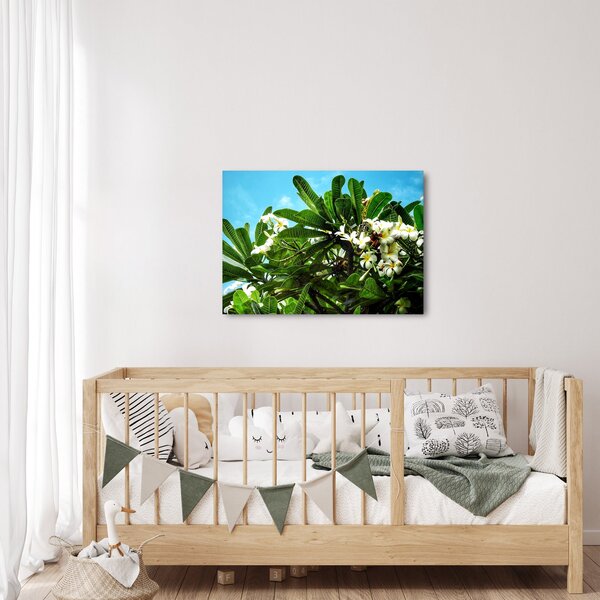 Obraz - Plumerie (70x50 cm)