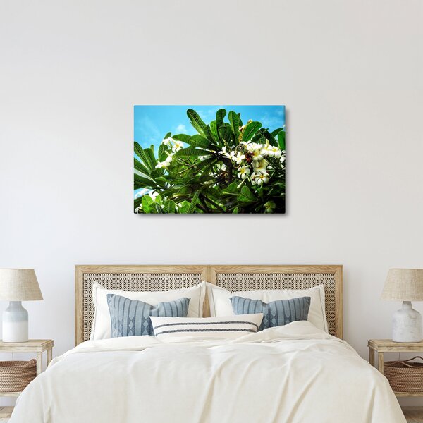 Obraz - Plumerie (70x50 cm)