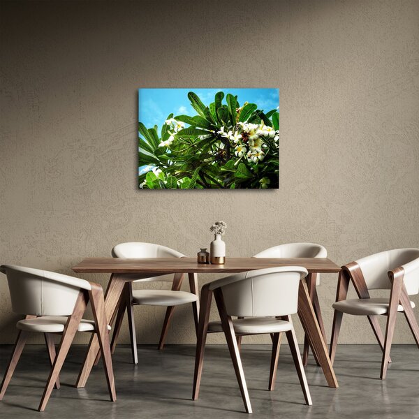 Obraz - Plumerie (70x50 cm)