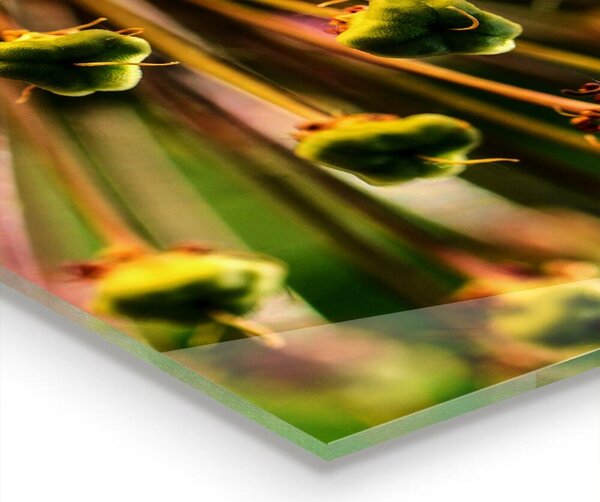 Skleněné obklady do kuchyně Makro fotografie květin