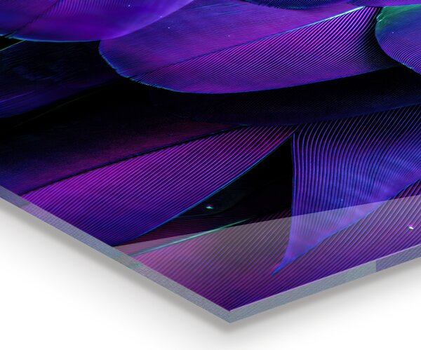 Kuchyňský skleněný panel Exotické ptačí peří