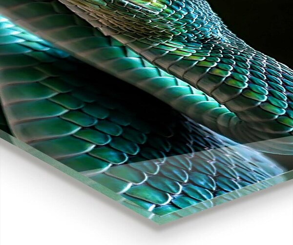 Skleněný panel Snake wildlife