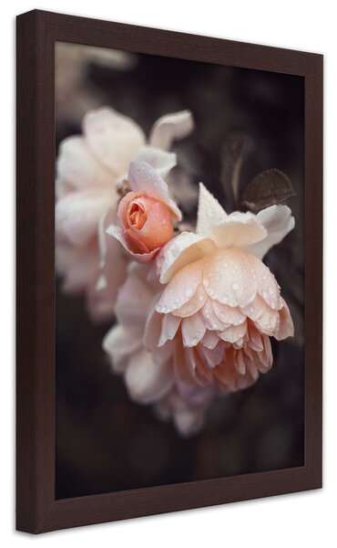 Gario Plakát Makrofotografie květin Barva rámu: Hnědá, Velikost: 20 x 30 cm