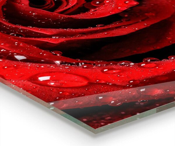 Skleněný panel Kapky rosy na červené růži