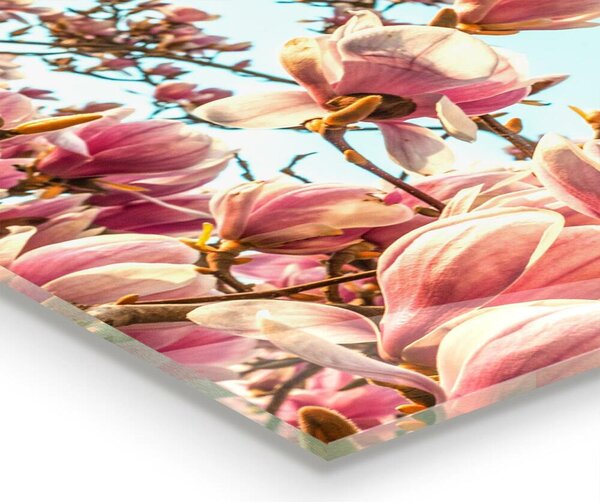 Skleněný panel Kvetoucí magnolie