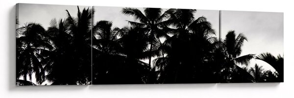 Obraz černobílý - palmy (170x50 cm)