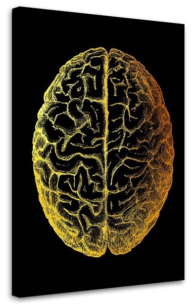 Obraz na plátně Zlatá anatomie, Horní část mozku - Gab Fernando Rozměry: 40 x 60 cm