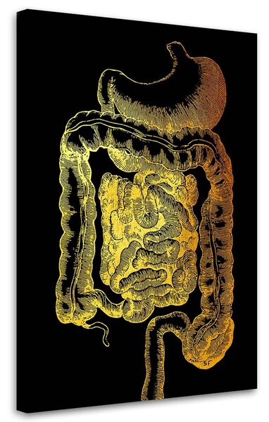 Obraz na plátně Zlatá anatomie, Gastrointestinální trakt - Gab Fernando Rozměry: 40 x 60 cm