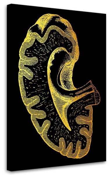 Obraz na plátně Zlatá anatomie, Ledviny - Gab Fernando Rozměry: 40 x 60 cm
