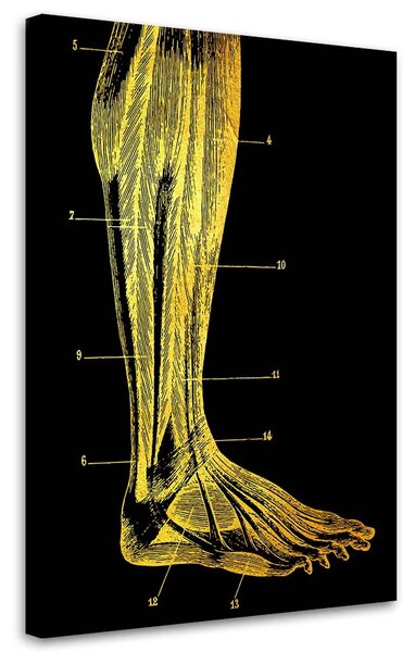 Obraz na plátně Zlatá anatomie, noha - Gab Fernando Rozměry: 40 x 60 cm