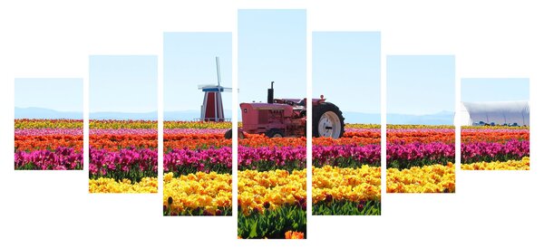 Obraz tulipánové farmy (210x100 cm)